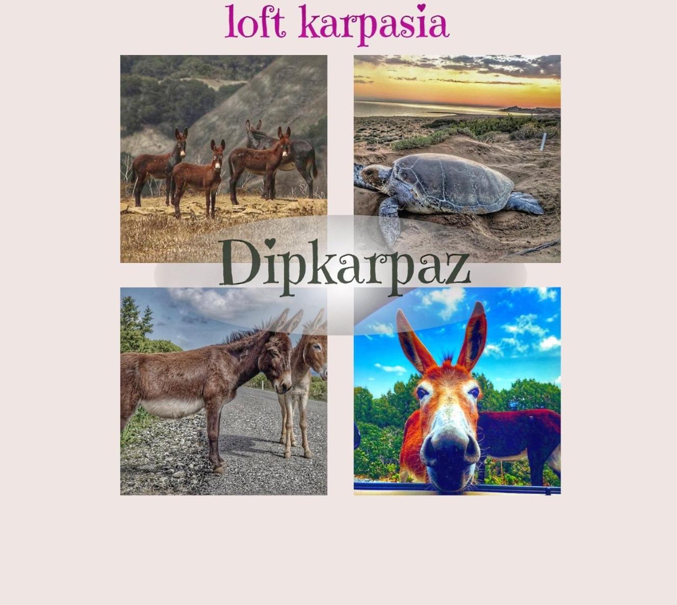 Loft Karpasia Rizokarpaso Exterior photo